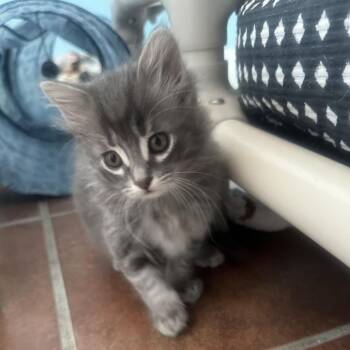 Raisin 17 -  Domestic Short Hair Cat for Adoption in Austin, Texas - Raisin 17 | PetCurious