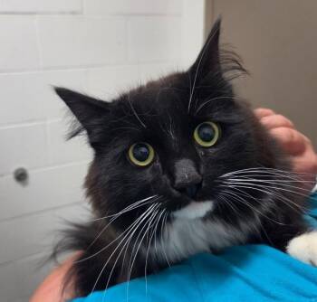 Toobee -  Domestic Long Hair Cat for Adoption in Homer, Alaska - Toobee | PetCurious