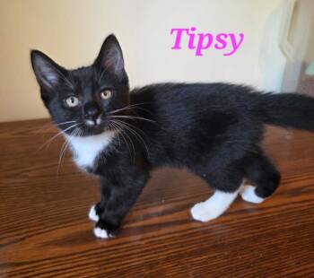 Rescue Domestic Short Hair and Siamese Cats for Adoption in Kitchener, Ontario - Tipsy | PetCurious