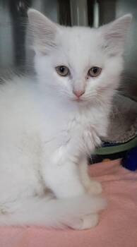 Domestic Long Hair Cats Available for Adoption in Georgetown, Ohio - Little John | PetCurious