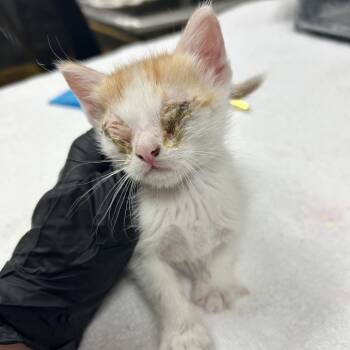 Arctic -  Domestic Short Hair Cat for Adoption in Reno, Nevada - Arctic | PetCurious