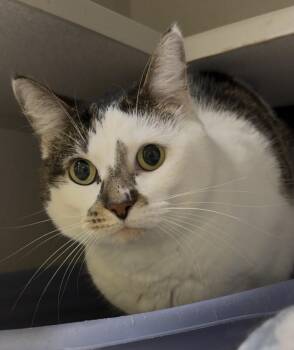 Zinos -  Domestic Short Hair Cat Available for Adoption in Osseo, Michigan - Zinos | PetCurious