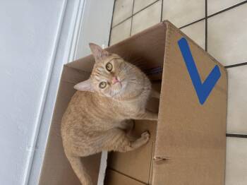 Rescue Domestic Short Hair Cats for Adoption in Ponchatoula, Louisiana - Max | PetCurious