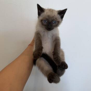 Siamese and Domestic Short Hair Cats Available for Adoption in Chattanooga, Tennessee - Nigiri | PetCurious