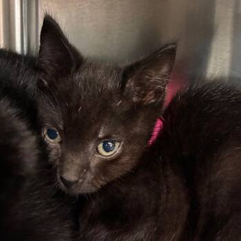 Sardines -  Domestic Short Hair Cat for Adoption in Manhattan, Kansas - Sardines | PetCurious