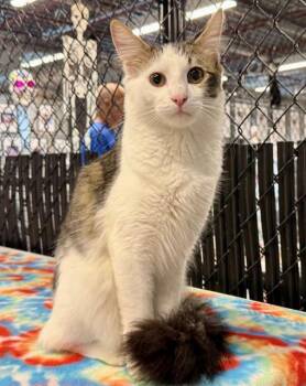 Rescue Domestic Long Hair Cats for Adoption in Palmetto, Florida - GHOST | PetCurious
