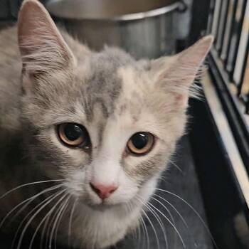 Iris -  Domestic Short Hair Cat for Adoption in Columbus, North Carolina - Iris | PetCurious