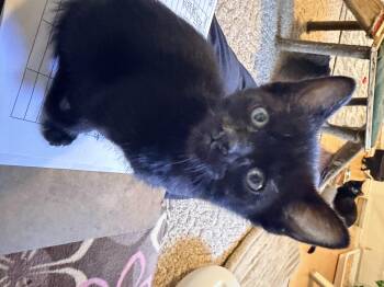Topaz -  Domestic Medium Hair Cat for Adoption in Fruit Heights, Utah - Topaz | PetCurious