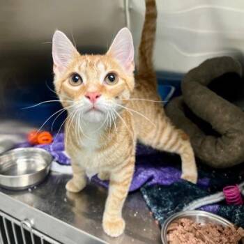 Domestic Short Hair Cats Available for Adoption in Fort Worth, Texas - Aseel | PetCurious