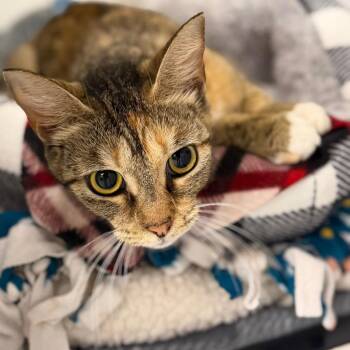 Domestic Short Hair Cats Available for Adoption in West Palm Beach, Florida - Almond | PetCurious