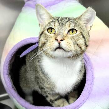 Wyatt -  Domestic Short Hair Cat for Adoption in Michigan City, Indiana - Wyatt | PetCurious
