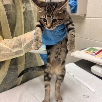 Sushi -  Domestic Short Hair Cat for Adoption in Murray, Utah - Sushi | PetCurious