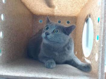 Domestic Long Hair Cats Available for Adoption in Albuquerque, New Mexico - PENELOPE | PetCurious