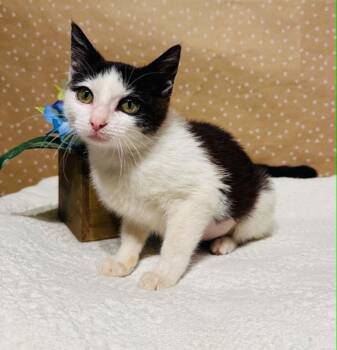 Domestic Medium Hair Cats Available for Adoption in Groveland, Massachusetts - Applebee | PetCurious