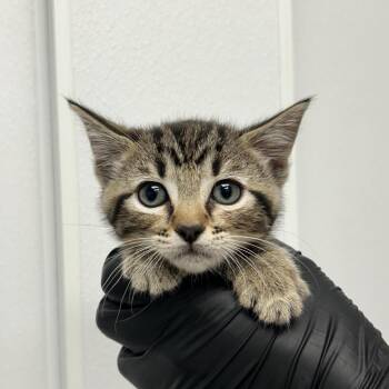 Plasmoid -  Domestic Short Hair Cat for Adoption in Abilene, Texas - Plasmoid | PetCurious