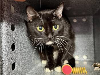 Pocky -  Domestic Short Hair Cat for Adoption in New York, New York - Pocky | PetCurious