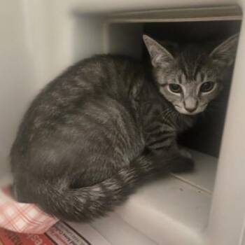 Sam -  Domestic Short Hair Cat for Adoption in Phoenixville, Pennsylvania - Sam | PetCurious