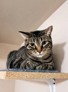 Sky — Sweet, Serene & Loves Cats -  Domestic Short Hair Cat for Adoption in Bloomfield, New Jersey - Sky — Sweet, Serene & Loves Cats | PetCurious