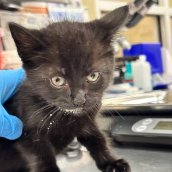 Domestic Short Hair Cats Available for Adoption in Birmingham, Alabama - Bear | PetCurious