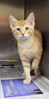 Pumpkin -  Domestic Short Hair Cat for Adoption in Marion, Mississippi - Pumpkin | PetCurious
