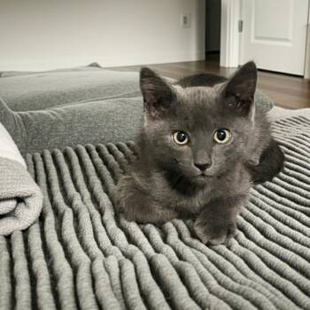 Arco -  Domestic Short Hair and Russian Blue Cat for Adoption in Brea, California - Arco | PetCurious
