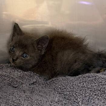 Domestic Short Hair Cats Available for Adoption in Lake Panasoffkee, Florida - Tater | PetCurious