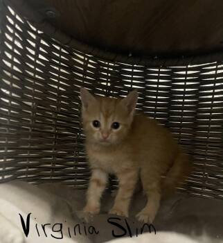 Virginia Slim -  Domestic Short Hair Cat for Adoption in Bolivar, Missouri - Virginia Slim | PetCurious