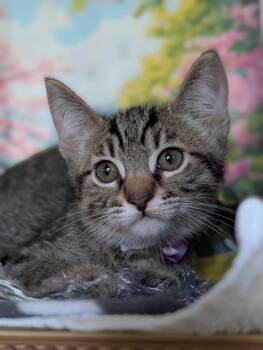 Donatello -  Domestic Short Hair and Tabby Cat for Adoption in Fremont, California - Donatello | PetCurious