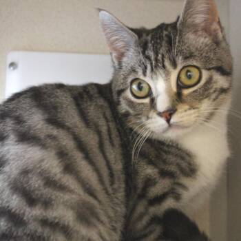 Domestic Short Hair Cats Available for Adoption - Frisbee | PetCurious