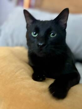 Rescue Domestic Short Hair Cats for Adoption in Fort Worth, Texas - Ninja | PetCurious