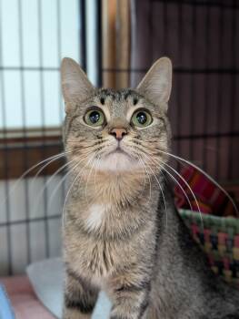 KC -  Domestic Short Hair Cat Available for Adoption in Decatur, Illinois - KC | PetCurious