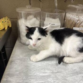 Nevada -  Domestic Short Hair Cat for Adoption in Lewisburg, West Virginia - Nevada | PetCurious