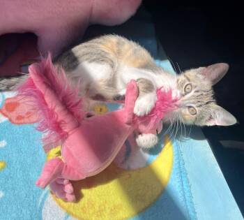 Tulip -  Domestic Short Hair Cat for Adoption in Faribault, Minnesota - Tulip | PetCurious