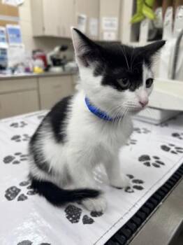 Hydrox -  Domestic Short Hair Cat for Adoption in Westland, Michigan - Hydrox | PetCurious