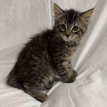 Domestic Medium Hair Cats Available for Adoption in Sunnyvale, California - Jonah (lavender) | PetCurious