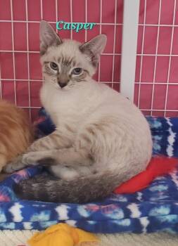 Casper -  Domestic Medium Hair Cat for Adoption in Diamond Springs, California - Casper | PetCurious