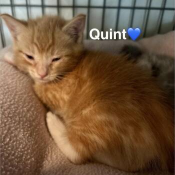 Quint -  Domestic Short Hair Cat for Adoption in Peachtree City, Georgia - Quint | PetCurious