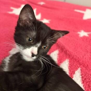 Lorelei -  Domestic Short Hair Cat for Adoption in Prescott, Arizona - Lorelei | PetCurious