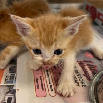 Alfredo -  Domestic Short Hair Cat Available for Adoption in San Antonio, Texas - Alfredo | PetCurious
