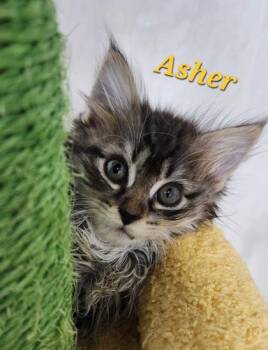 Asher -  Domestic Long Hair and Domestic Short Hair Cat for Adoption in Fairfax, Virginia - Asher | PetCurious