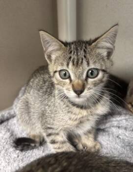 Rey - I AM AT PetSmart Framingham -  Domestic Short Hair Cat for Adoption in East Brookfield, Massachusetts - Rey - I AM AT PetSmart Framingham | PetCurious