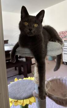 Rescue Domestic Short Hair Cats for Adoption in East Stroudsburg, Pennsylvania - Annabelle | PetCurious