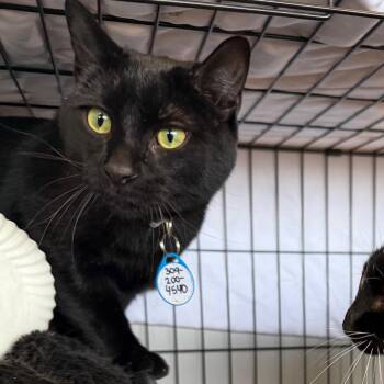 Domestic Short Hair Cats Available for Adoption in Normal, Illinois - Sweetie Pie | PetCurious