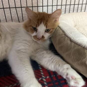 Calvin -  Domestic Medium Hair Cat for Adoption in Lakeland, Florida - Calvin | PetCurious