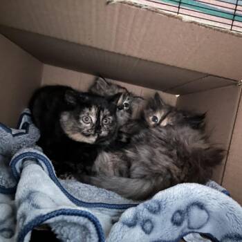 Domestic Short Hair Cats Available for Adoption - Buttercup | PetCurious