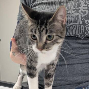Domestic Short Hair Cats Available for Adoption in Canton, Illinois - Storm | PetCurious