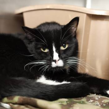 Rescue Domestic Short Hair Cats for Adoption in Evansville, Indiana - Fred | PetCurious