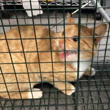 Hunter -  Domestic Short Hair Cat for Adoption in Montgomery, Alabama - Hunter | PetCurious