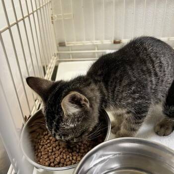 72047 -  Domestic Short Hair Cat for Adoption in Harrisonburg, Virginia - 72047 | PetCurious
