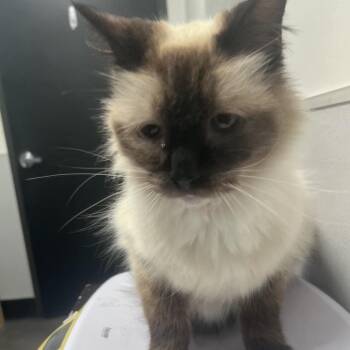 Hudson -  Ragdoll Cat for Adoption in Tampa, Florida - Hudson | PetCurious